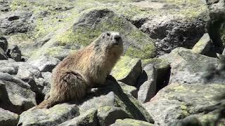 l'hiver est fini - chut Marmottes!