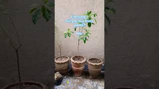 Plantaholic (Plan-ta-hol-ick) : A lover of plants  #gardening #plants #tips #viral #shorts #tiktok