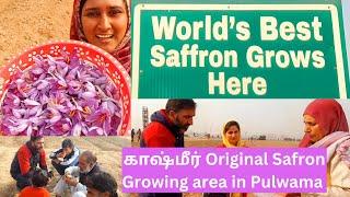 காஷ்மீர்  Original Safron Growing area in Pulwama / காஷ்மீர் குங்குமப்பூ #kashmir #vlog #safron