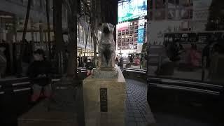 Love dog by JapaneseHachiko's monument  in Shibuya,for his loyalty to his master