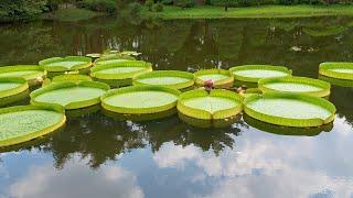 TOKYO. Jindai Botanical Gardens in late summer.#4K #神代植物公園 #百日紅