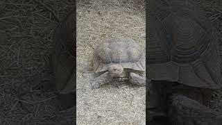 Wie alt ist diese Schildkröte?