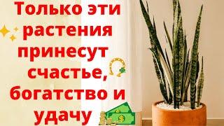 ОБЯЗАТЕЛЬНО ПОСТАВЬТЕ ЭТИ ЦВЕТЫ В ДОМЕ! Растения, которые приносят удачу, счастье и богатство!