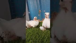 pigeon babies gangs  #shorts #trending #trendingshorts #youtubeshorts #tiktokdancechallenge