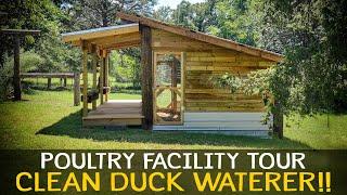 Clean Duck Water