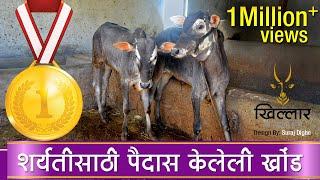 Khillar Maharashtrachi Shaan | शर्यतीचे खोंड । सर्जा वळू । वंशावळ १ | 2019 | Khillar