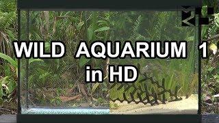 WILD AQUARIUM 1 HD MIKOLJI