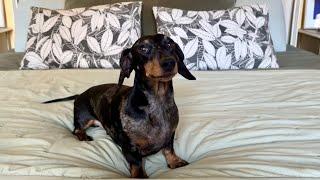 MINI DACHSHUND'S MORNING ROUTINE STARTING AT 5 AM ⏰ | LIVING WITH A DOG | VLOG