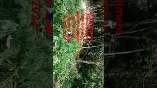 OFW investment sotera bananas farm Barangay Tagboan Cataingan Masbate City Philippines 