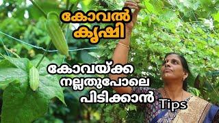 കോവൽ കൃഷി Tips കോവയ്ക്ക നല്ലതുപോലെ പിടിക്കാൻ | Koval Krishi Malayalam Agriculture Video