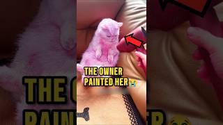 This Cat's GLOW-UP Changed EVERYTHING ️