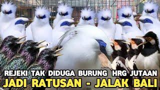 LANGSUNG DI OBRAL JALAK BALI MULAI 600 RIBUAN DI PASAR BURUNG PRAMUKA..!!