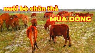 NUÔI BÒ CHĂN THẢ MÙA ĐÔNG RẤT VẤT VẢ