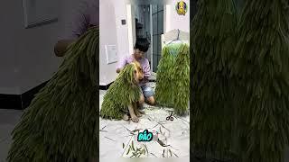 Chú chó thật tội nghiệp #shorts