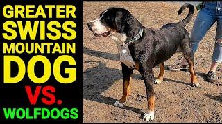 Greater Swiss Mountain Dog VS. Wolfdogs!!