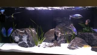 Malawi Cichliden 1400l Aquarium (non-mbunas)