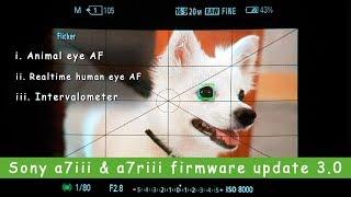 Sony a7iii and a7riii firmware 3.0 review || The animal eye autofocus