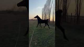 КазбекАнгло-карачай#horses