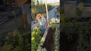 Гортензия метельчатая Ванилла Фрайз #киргизия #узбекистан #ташкент #казахстан #гортензия #гуллар
