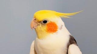 Timoshka the Talking Cockatiel saying - Listen to what this brilliant talking cockatiel can say