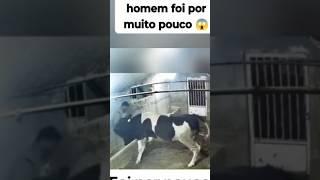 A vaca holandesa é dócil igual uma ovelha mas o touro holandês é uma fera de bravo perigoso