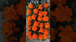 Marigold Bonanza Deep Orange #shorts #flowers #beautifulflowers #orangeflowers