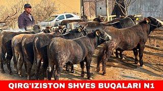 QIRG’IZISTON SHVES BUQALARI PALTARASHKALARI