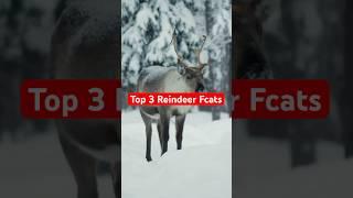 Reindeer are incredible! #animalfacts #animals #reindeer
