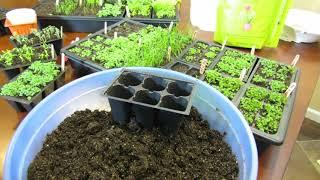 Complete Guide to Seed Starting Chives, Oregano & Thyme: Watering, Fertilizing, Cinnamon