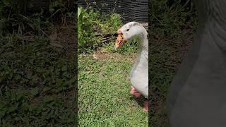 An unexpected visitor! #geese
