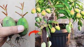 Crazy Skills how to grow Mango tree from mango fruit in pots