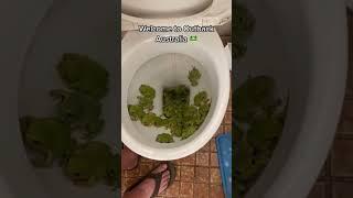 A normal day in Australia#funny#spider#kala#cat#for #foryou #fyp #foryoupage #funnyvideo #animals