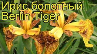 Ирис болотный Берлин Тайгер. Краткий обзор, описание характеристик iris pseudacorus Berlin Tiger