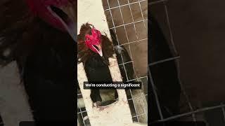 60 arrested – incl 55 illegal aliens – by #ICE special agents in Alabama cockfighting probe