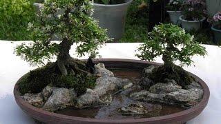 Landscape Bonsai Style (Bonkei)