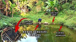 MANCING BELUT SUPER BESAR DIKOLAM BERKARUNG