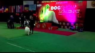 Dog Show 3xCACIB Chishinau 2018 #samoed