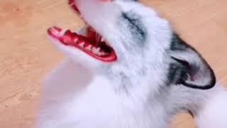 Домашняя лиса
