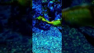 Beautiful Seahorse #beautiful #amazing #shorts #youtube