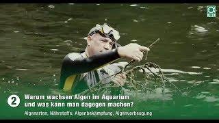 JBL TV #2: Warum wachsen Algen im Aquarium?