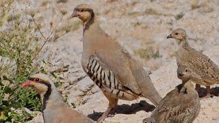 Keklikler Ve Yavruları partridge الحجل куропатка кекілік #keklikcivcivçıkımı #keklik #kekliksesi
