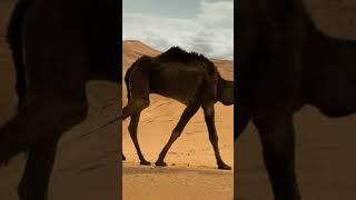 #Camel #CamelVideo #DesertKing #CamelsOfInstagram #Wildlife #AnimalLovers #CamelRide #DesertLife