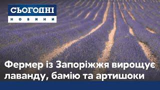 Бамія, лаванда, артишоки: фермерка із Запоріжжя вирощує традиційну французьку культуру