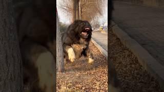 The Most Massive Dog Breed: Unbelievable Weight!   most aggressive #dog #animals #pets #giant
