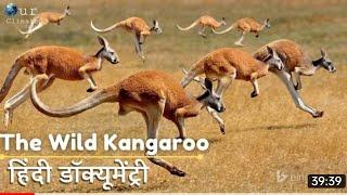 The Wild Kangaroo Documentary In Hindi - Hindi Language Documentary.