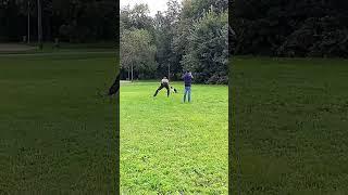 БК Дели - съёмка для телепрограммы "Доброе Утро"   #dogtraining #frisbeedog #germanshepherd