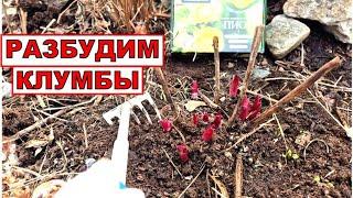 Короля цветов надо уважить. Пора чистить клумбы