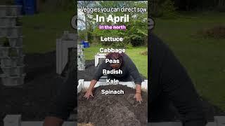 Let’s get planting! #gardening #shorts #zone6 #gardentips