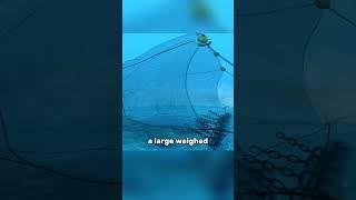 The Most Destructive Fishing Method#shorts#youtubeshorts#bottomtrawling