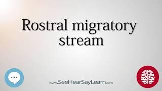 Rostral migratory stream   Anatomy of the Brain   SeeHearSayLearn 